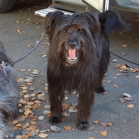 Hundetreffen 2019 im Allgäu (3)